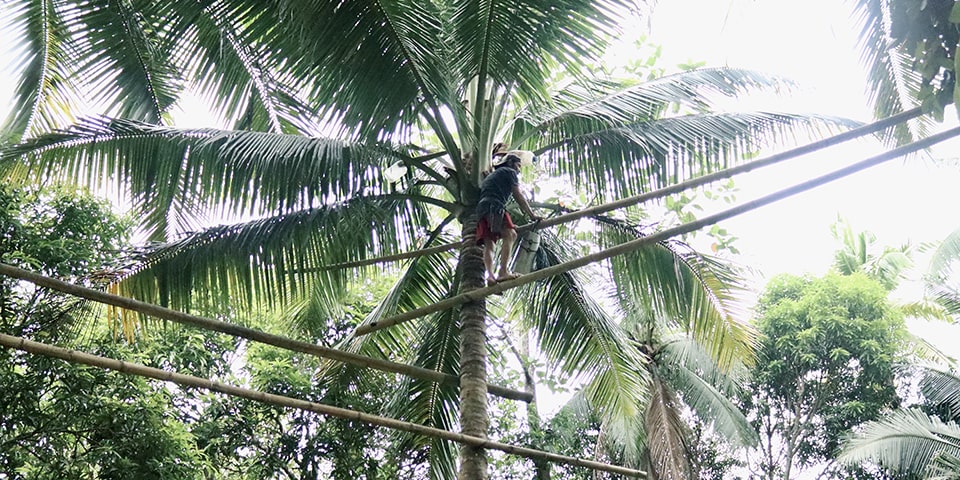 A [i]mangangarit[/i] (sap collector) demonstrates coconut sap harvesting in Macalelon, Quezon.