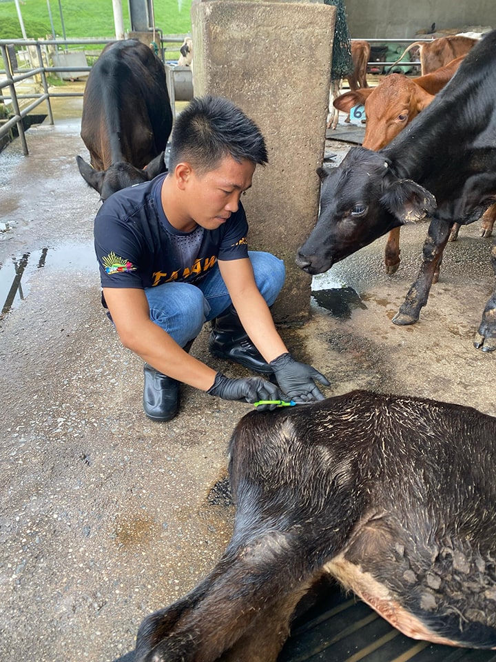 Dr. Reproto collects bovine hair follicles
