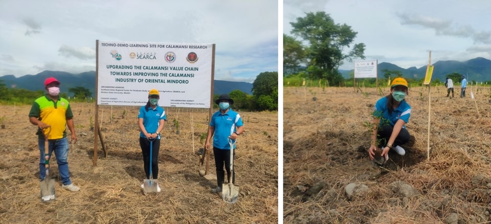 MinSU leads the planting of calamansi seedlings in the established techno-demo-learning farm for calamansi research.