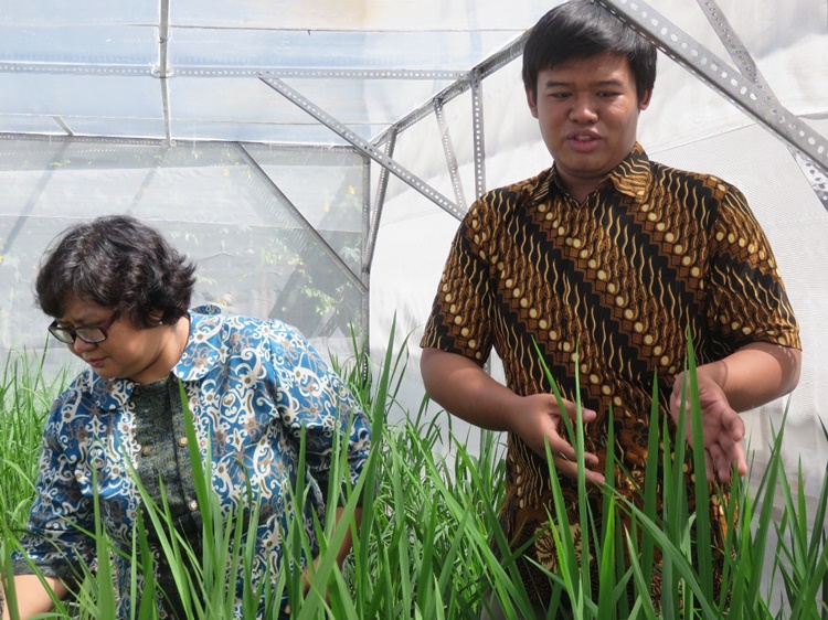Yogyakarta, Indonesia &ndash; Team members of the SFRT-funded project give a tour of the greenhouse facility where they conduct experiments on resistance evaluation of pigmented rice cultivars