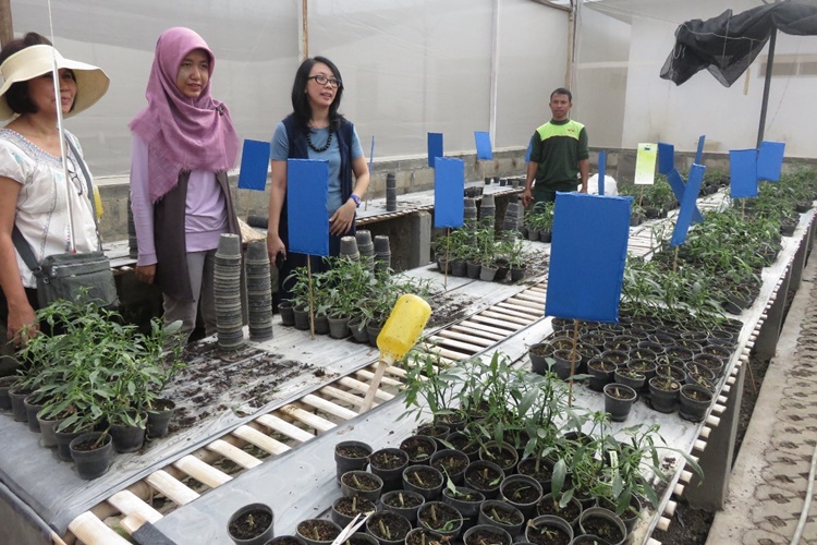Bandung, Indonesia &ndash; Different chili cultivars undergo bio-fungicide treatment inside East West Indonesia&rsquo;s  greenhouse