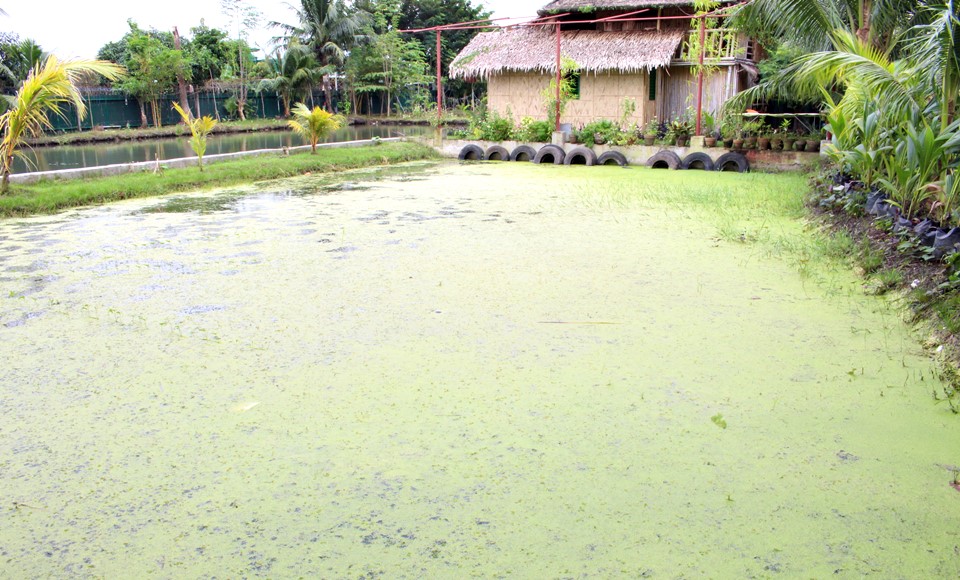 Rea&ntilde;o Eco Farm in Sto. Domingo, Bay, Laguna, is not a farm tourism site, but it demonstrates sustainable farming, one component of which is this azolla pond that provides feed for tilapia and Pangasius grown in the adjacent pond.
