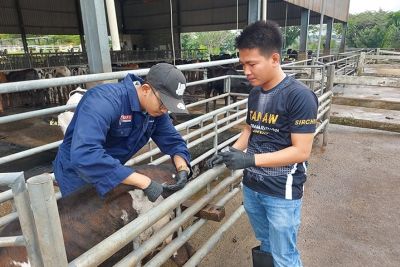 CapSU strengthens dairy research ties with UPM through SEARCA Faculty Mobility Grant